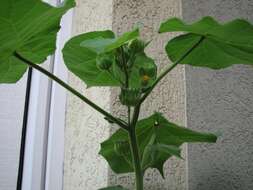 Image of Indianmallow