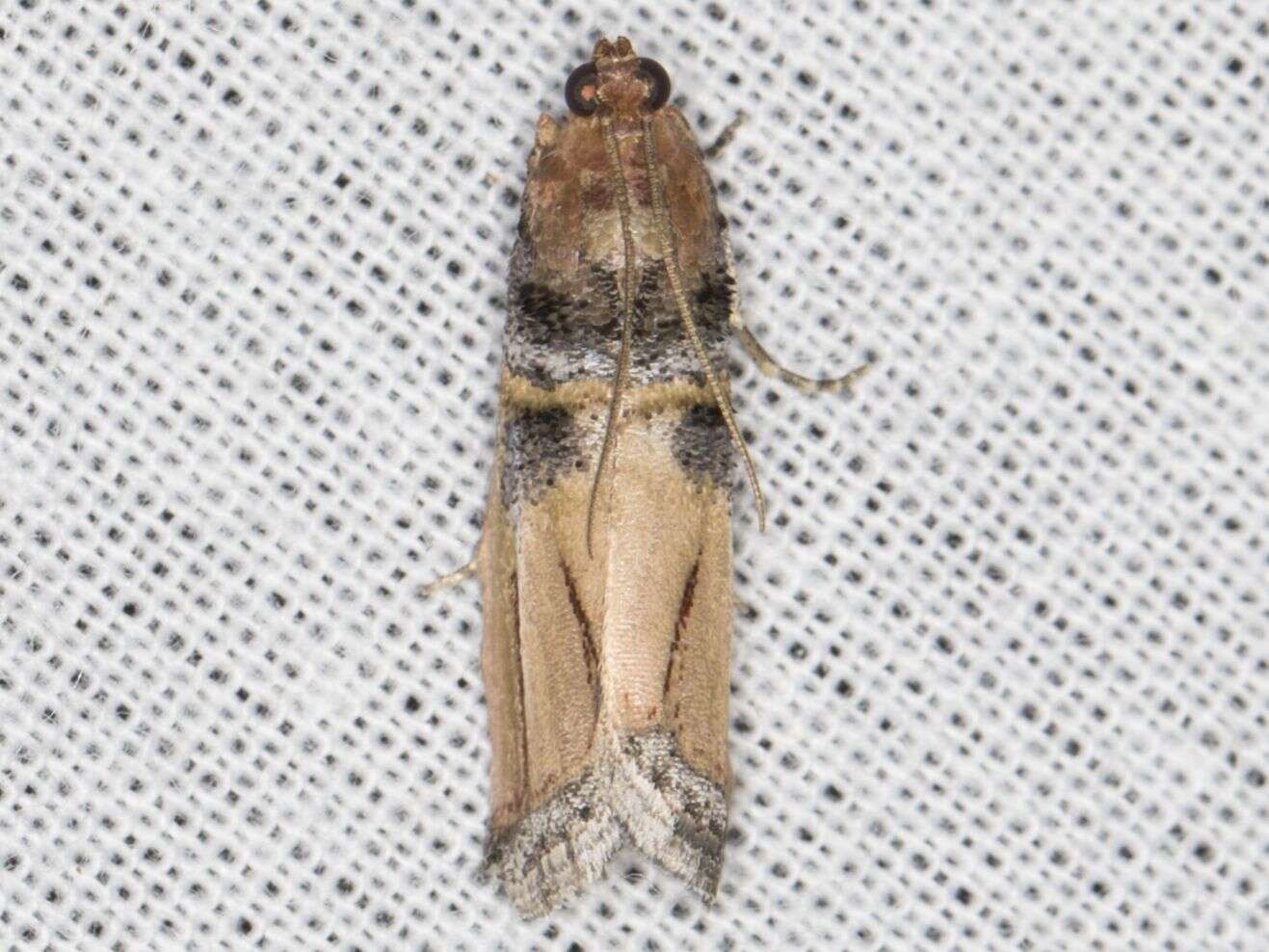 Dasypyga alternosquamella Ragonot 1887的圖片