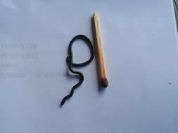 Image of Black Blind Snake