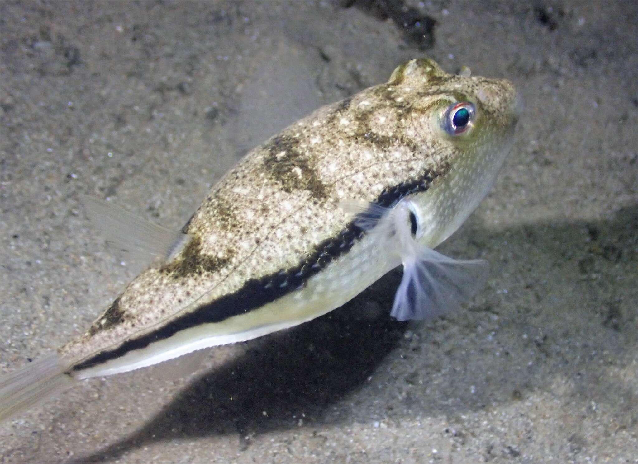 Image of Brush-tail toadfish