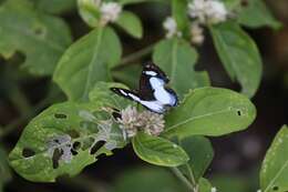 Image of Irenia Metalmark