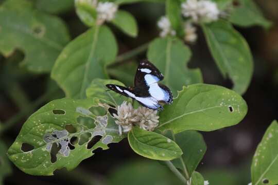 Image of Irenia Metalmark