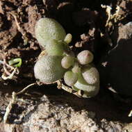 Image of Monanthes laxiflora (DC.) Bolle