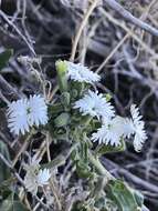 Plancia ëd Schizopetalon walkeri Sims