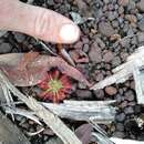 Image of Drosera paleacea subsp. stelliflora (Lowrie & Carlquist) Schlauer