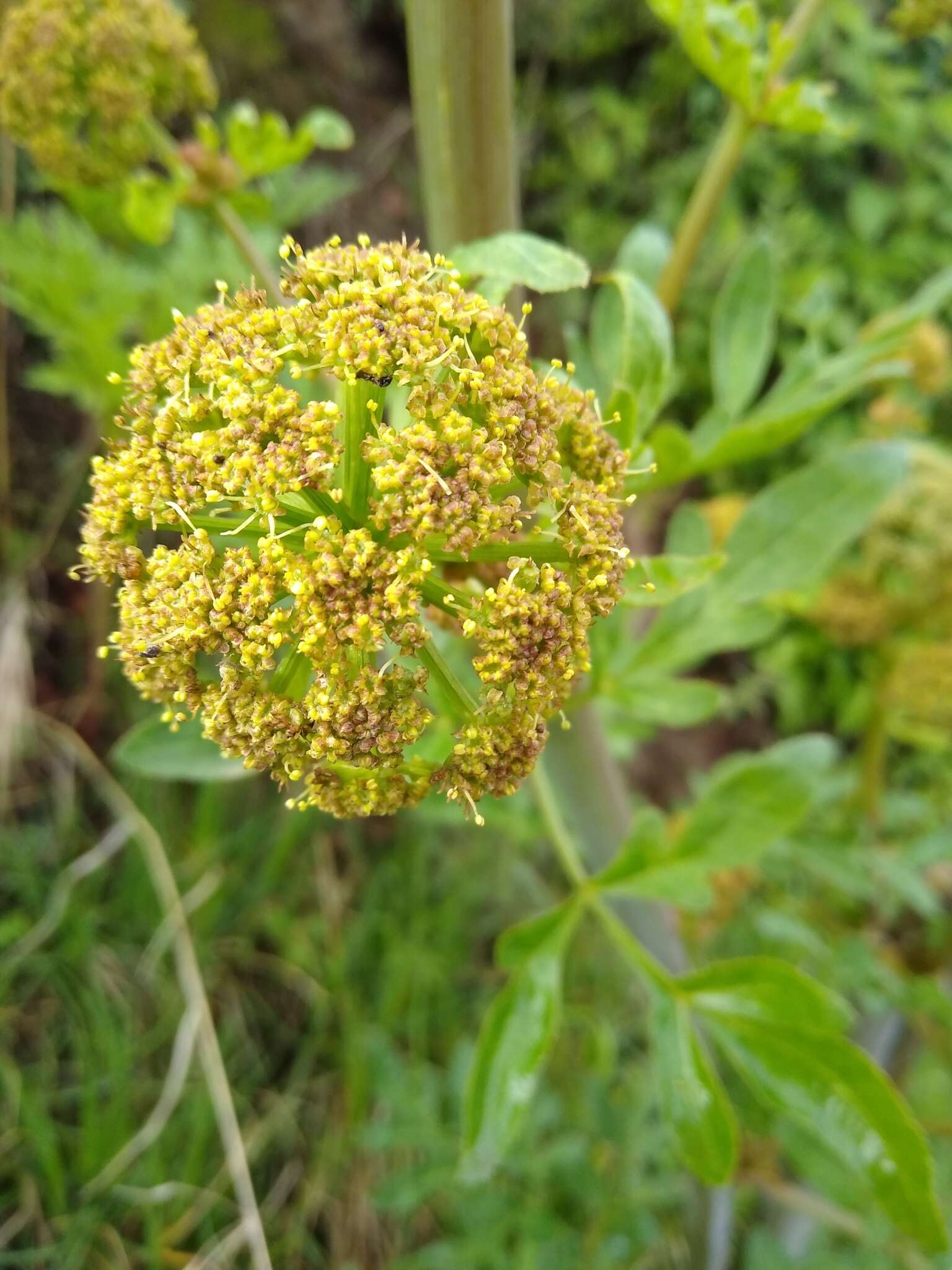 Imagem de Prionosciadium thapsoides (DC.) Mathias