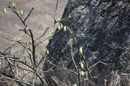 Image of Vasconcellea candicans (A. Gray) A. DC.