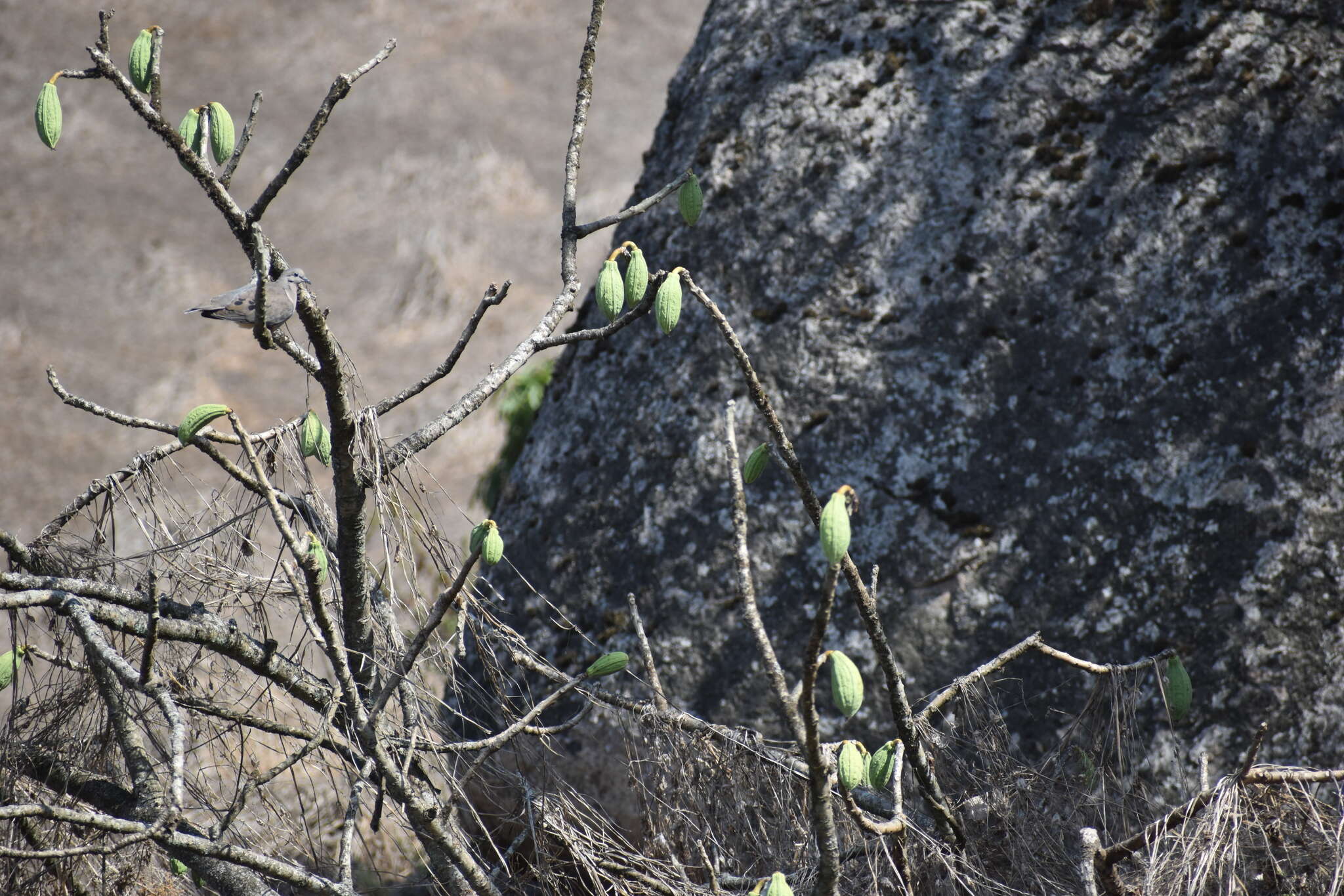 Image of Vasconcellea candicans (A. Gray) A. DC.