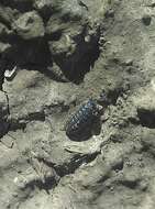 Armadillidium versicolor Stein 1859 resmi