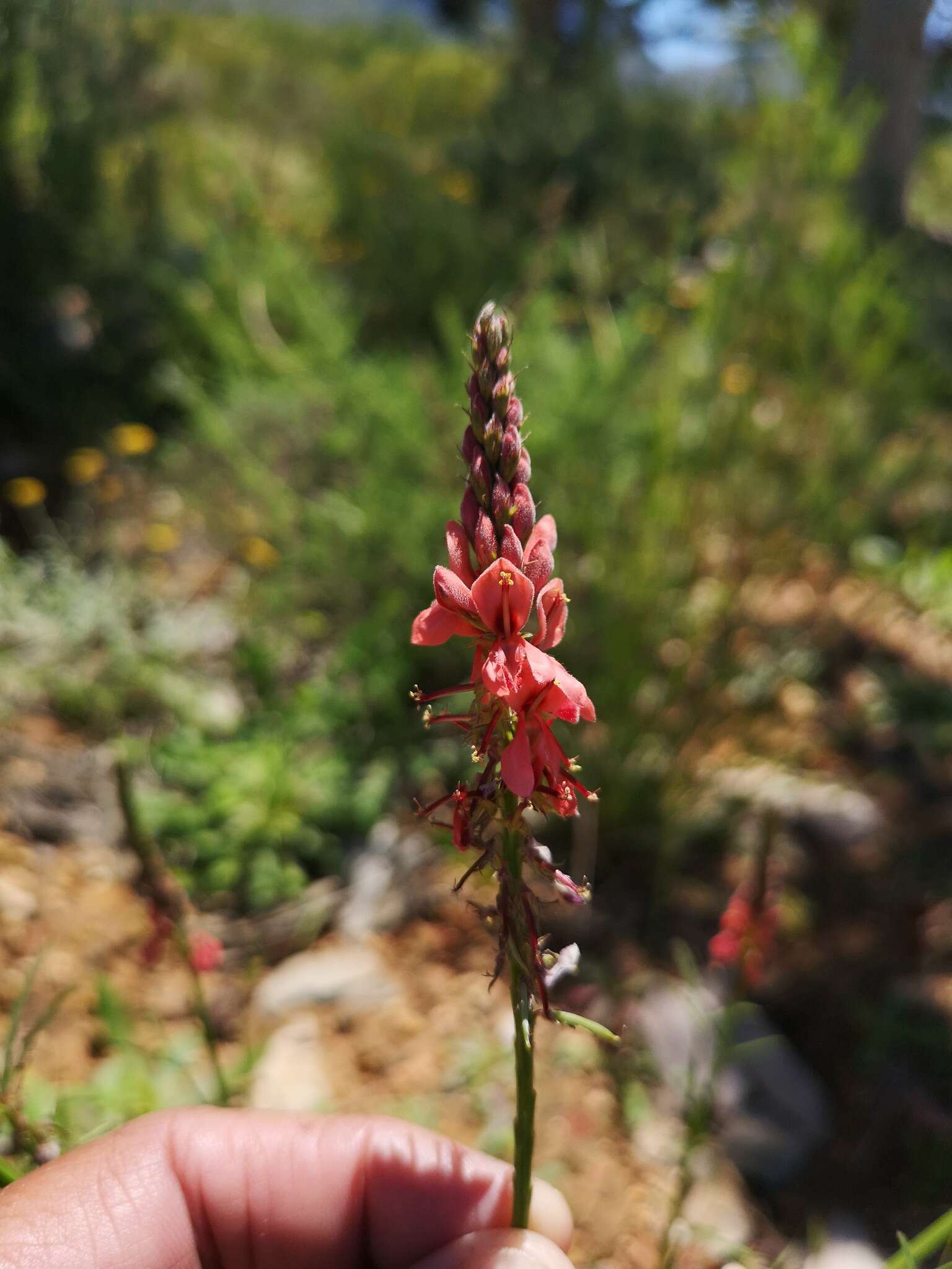 Plancia ëd Indigofera triquetra E. Mey.