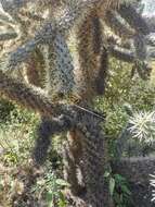 Image of Cylindropuntia imbricata subsp. rosea