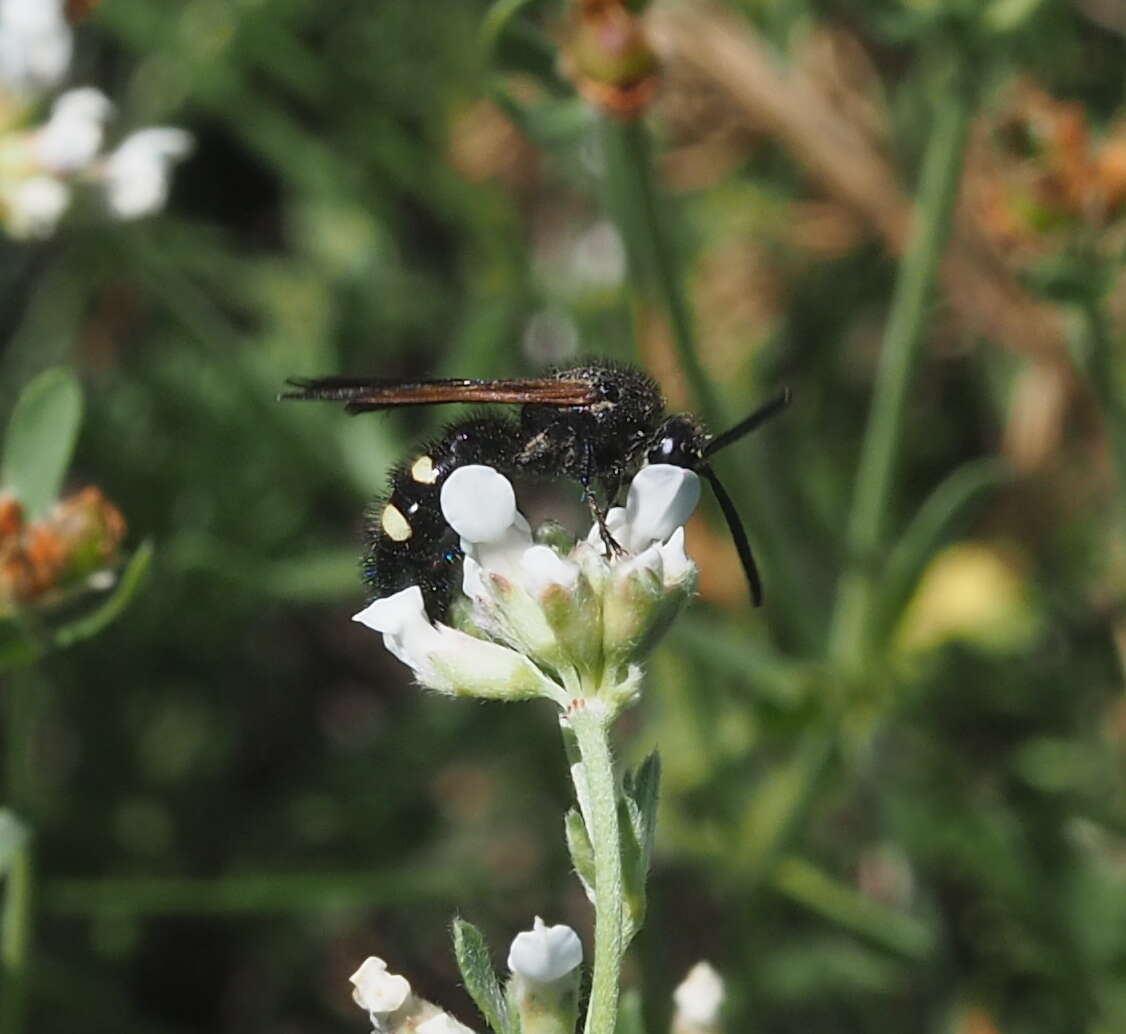 Image of Scolia sexmaculata (Muller 1766)