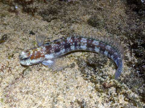 Image of Hump-headed Blenny