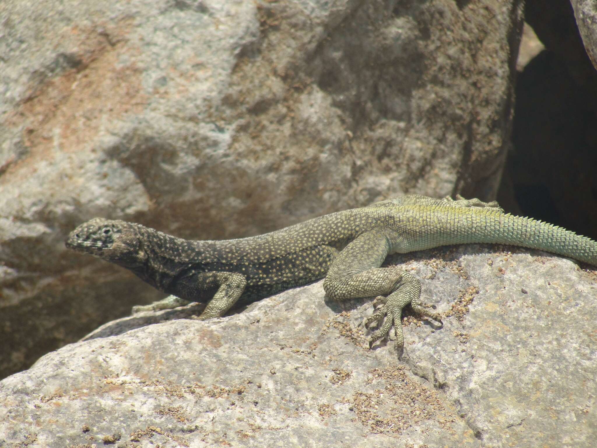 Слика од Microlophus atacamensis (Donoso-barros 1960)