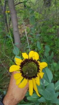 Image of great coneflower