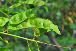 Mimosa tenuiflora (Willd.) Poir. resmi