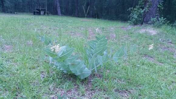 Image of pinewoods milkweed