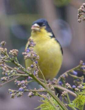 Image of Lesser Goldfinch