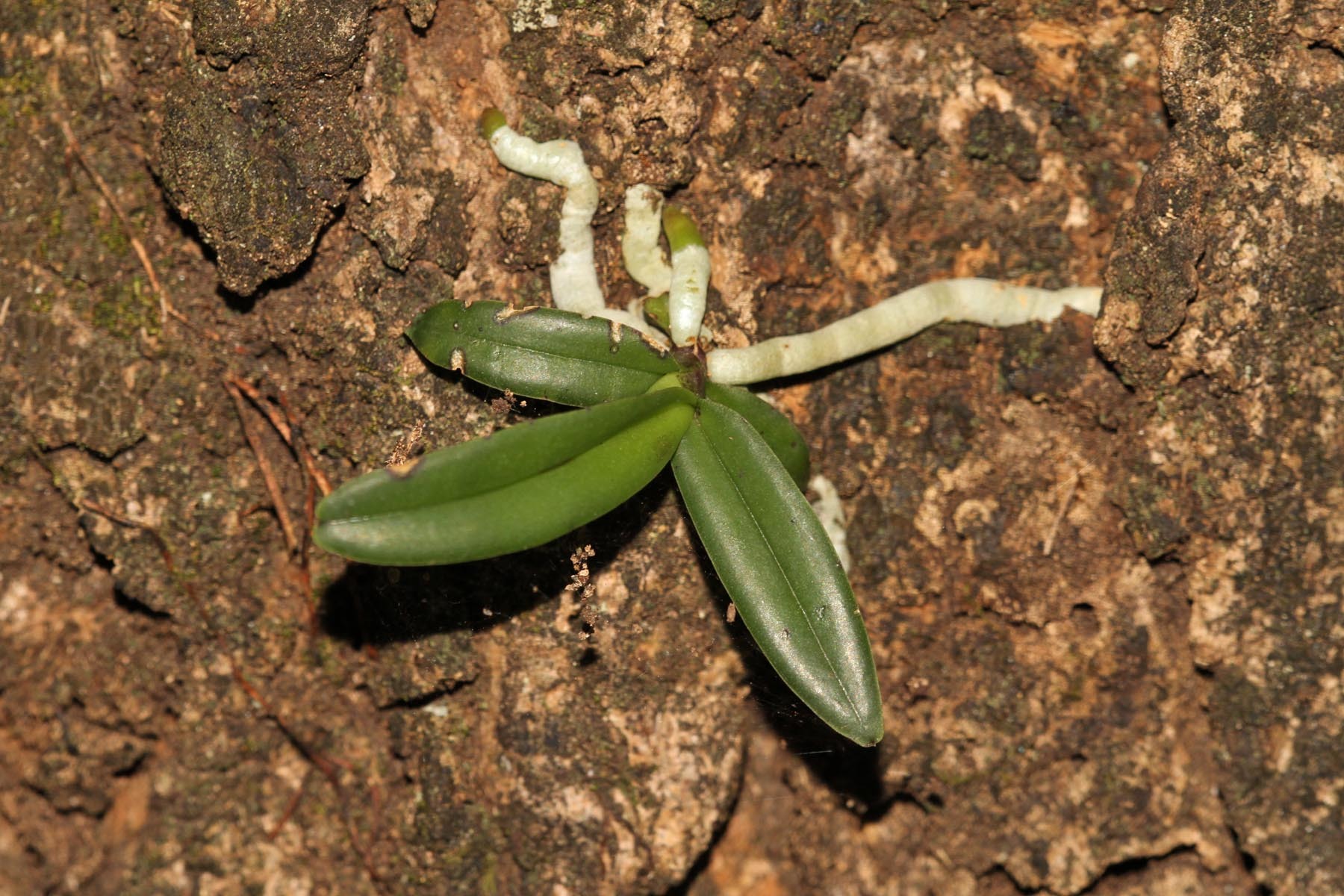 Image of <i>Acampe pachyglossa</i> Rchb. fil.