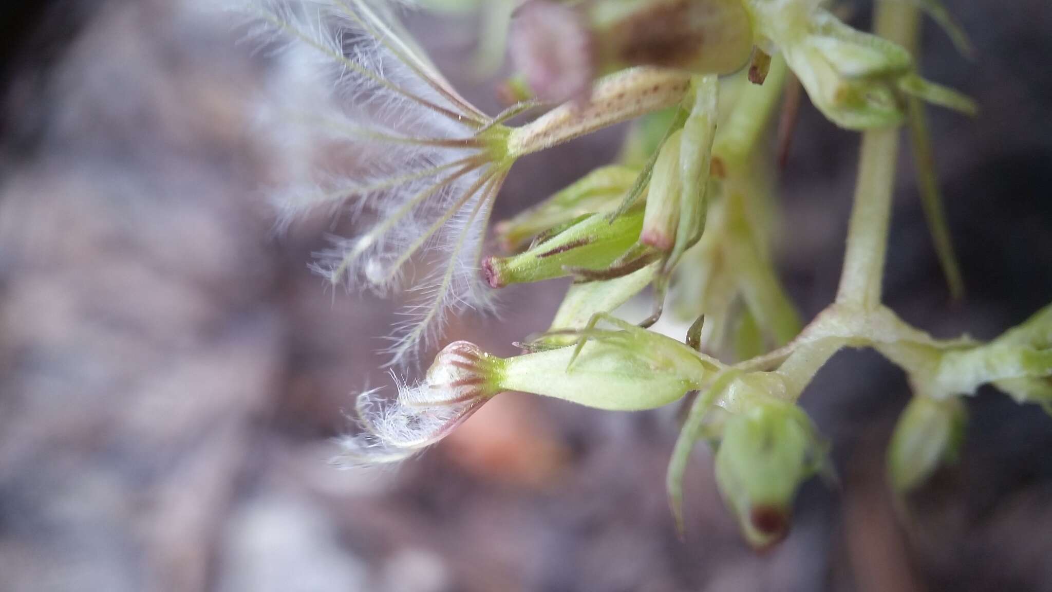 Image of Cordilleran Valerian