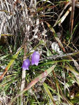 Image of Campanula cespitosa Scop.