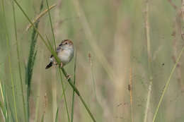 Image of Stout Cisticola