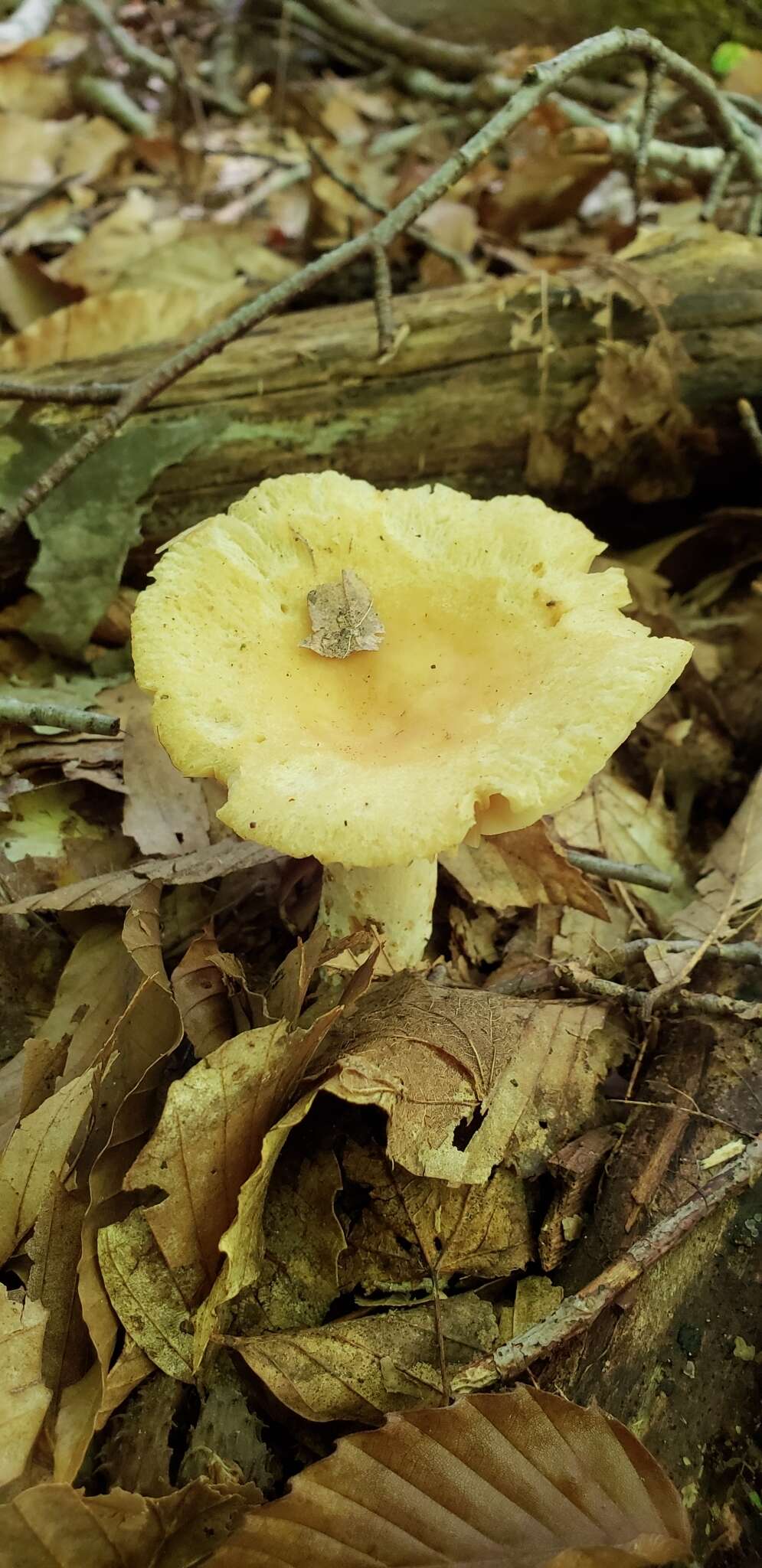 Image of Russula earlei Peck 1904