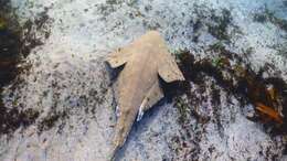 Image of Australian Angel Shark