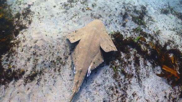 Image of Australian Angel Shark