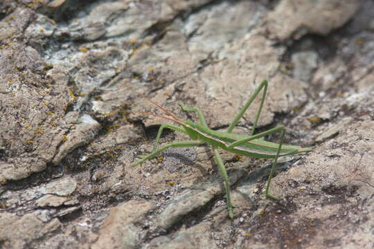 Image of Common Predatory Bush-cricket