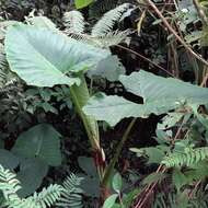 Image of tall elephant's ear