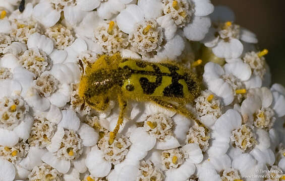 Image of Ornate Checkered Beetle