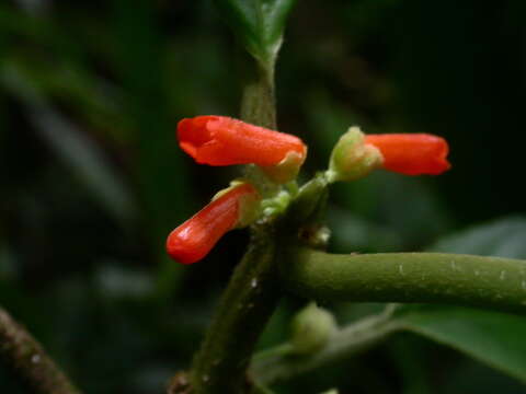 Image of Besleria tambensis C. V. Morton