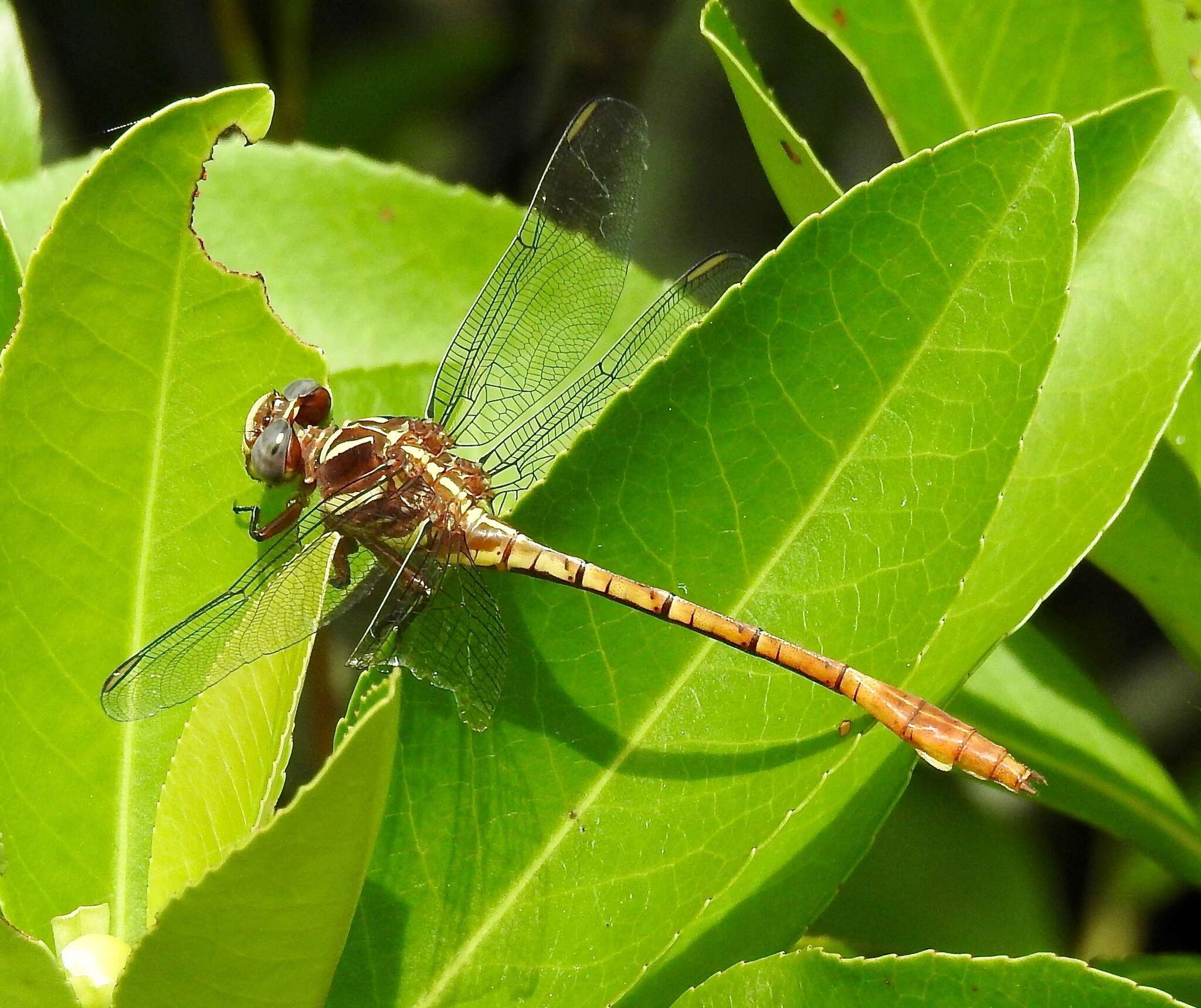 Image of Two-striped Forceptail