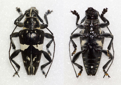 Image of <i>Trigonoptera spilonota</i> (Gestro 1876)