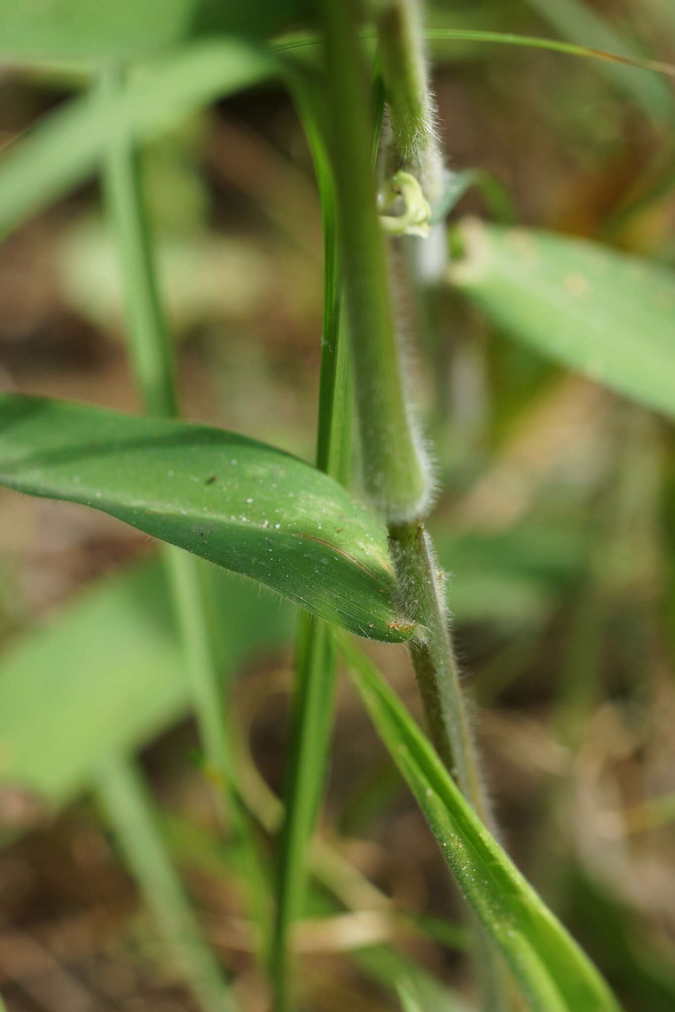 Image of Broom Rosette Grass