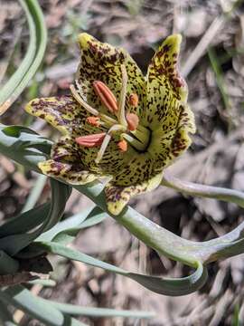 Image of Davidson's fritillary