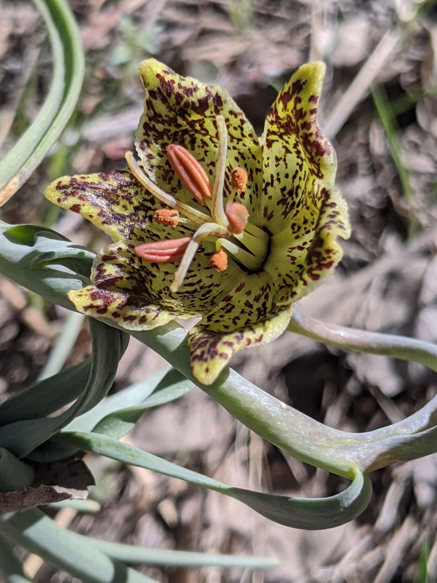 Image of Davidson's fritillary