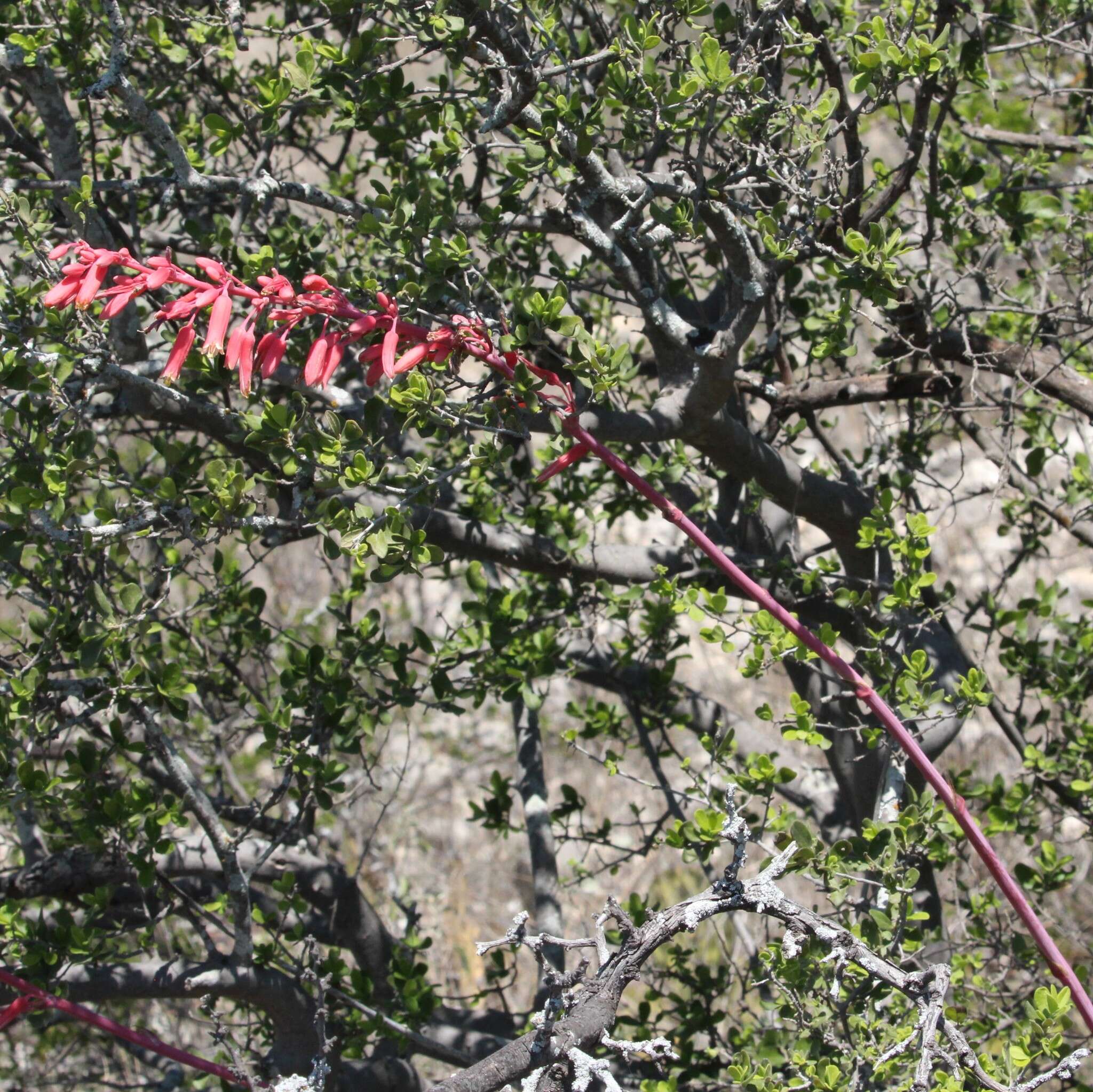 Image of redflower false yucca