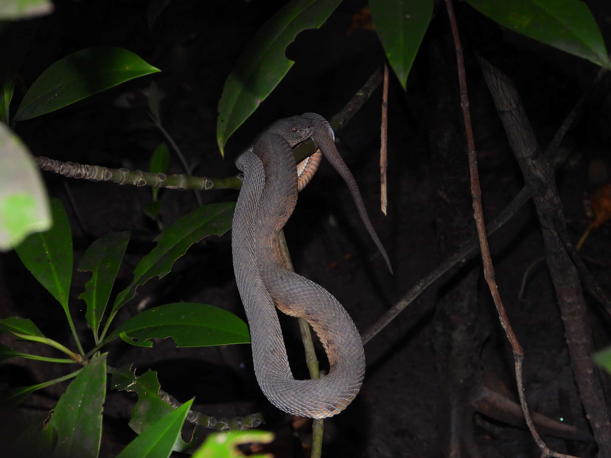 Image of Andaman pitviper