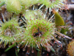 Imagem de Drosera glanduligera Lehm.