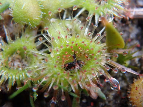 Imagem de Drosera glanduligera Lehm.