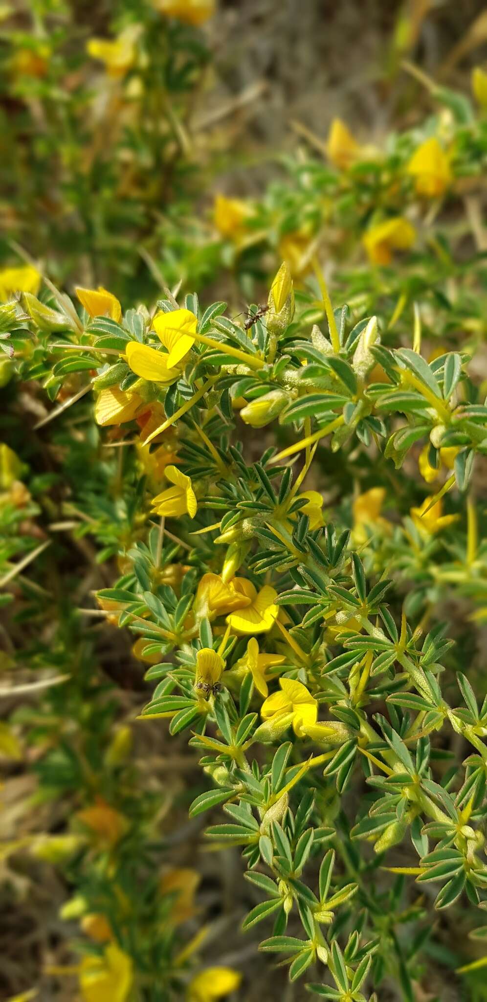 Image of Crotalaria eremicola Baker fil.