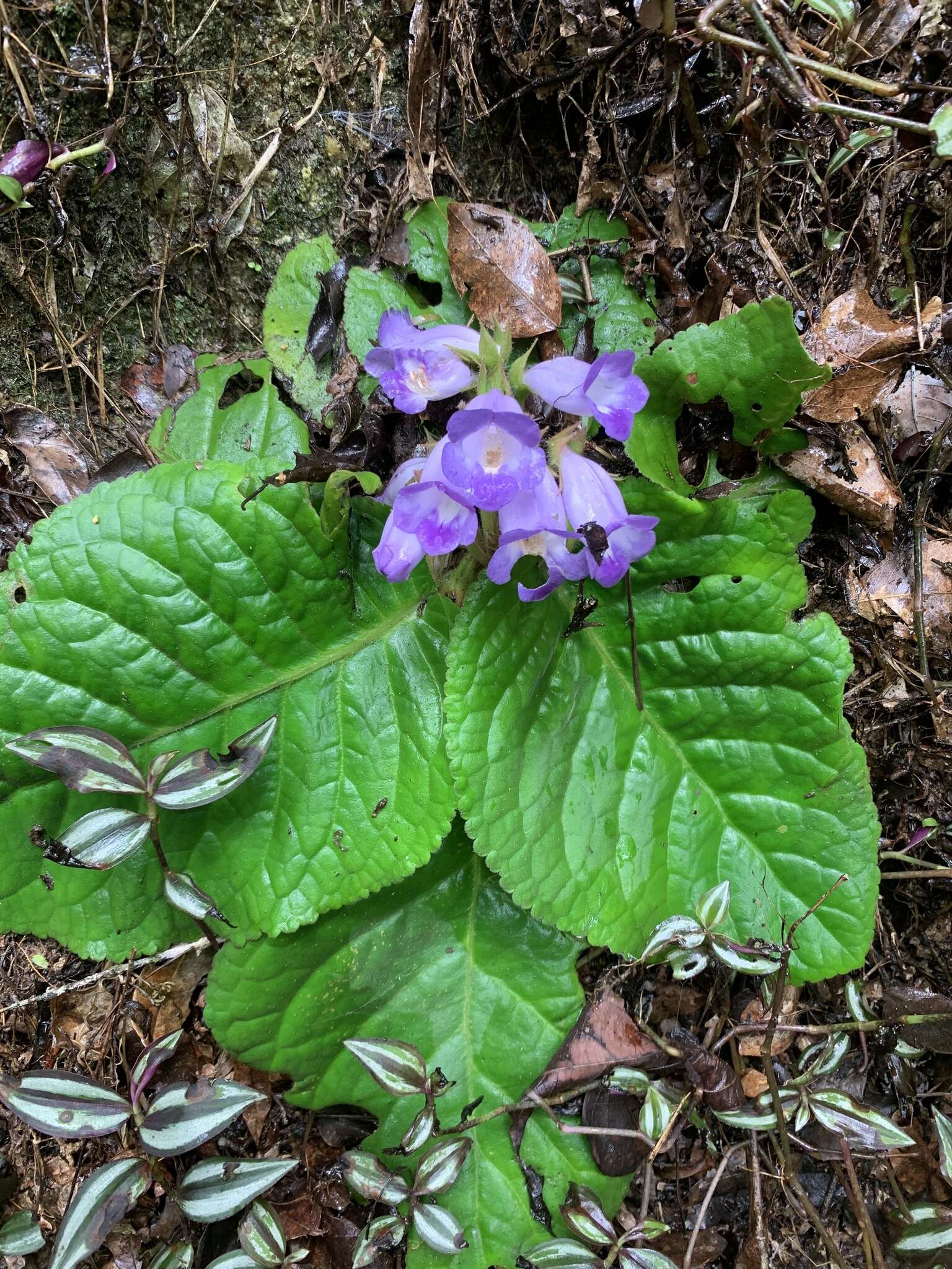 Imagem de Sinningia speciosa (Lodd.) Hiern