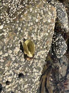 Image of Native oyster