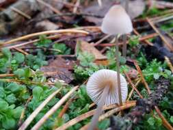 Слика од Mycena metata (Secr. ex Fr.) P. Kumm. 1871