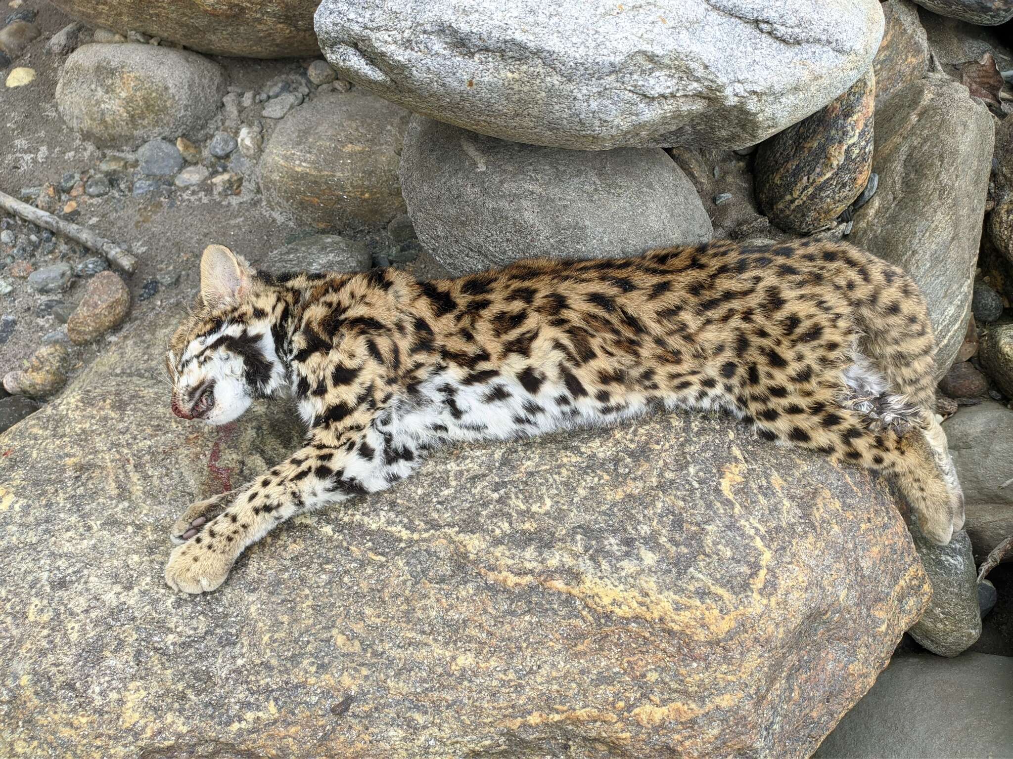 Image of Asian spotted cats