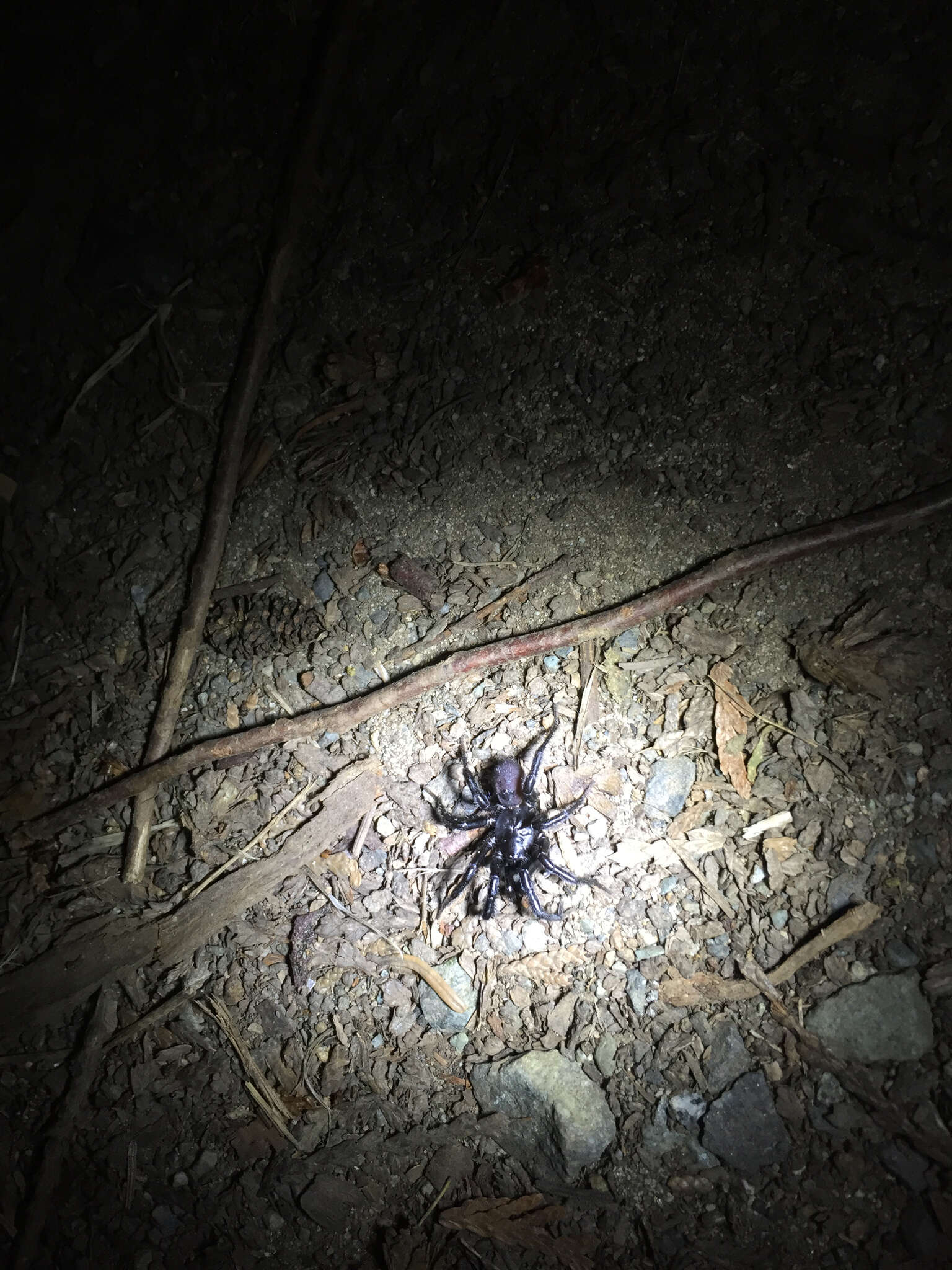 Image of Foldingdoor Spider