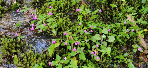 Image of Impatiens viscosa Bedd.