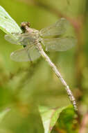 Imagem de Progomphus clendoni Calvert 1905